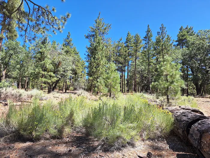 San Gorgonio Family Campground Picture 6