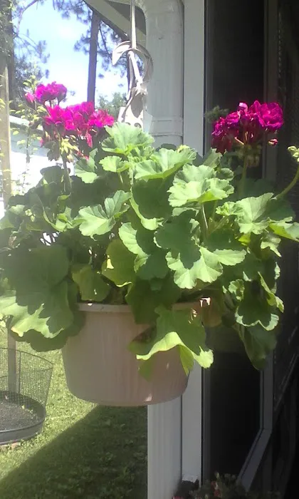 Alpine Village Picture 2