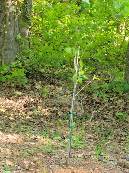 Woodward Village Picture 1