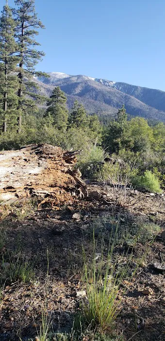 Lobo Group Campground Picture 7