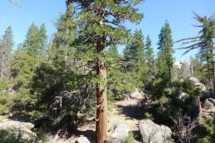 Mission Pine Spring Camp Picture 1