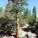 Mission Pine Spring Camp