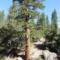 Mission Pine Spring Camp ico