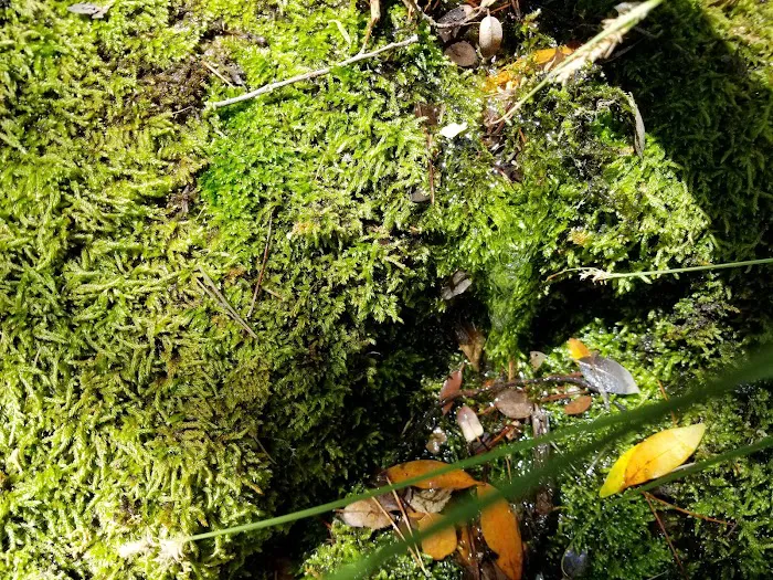 Mission Pine Spring Camp Picture 6