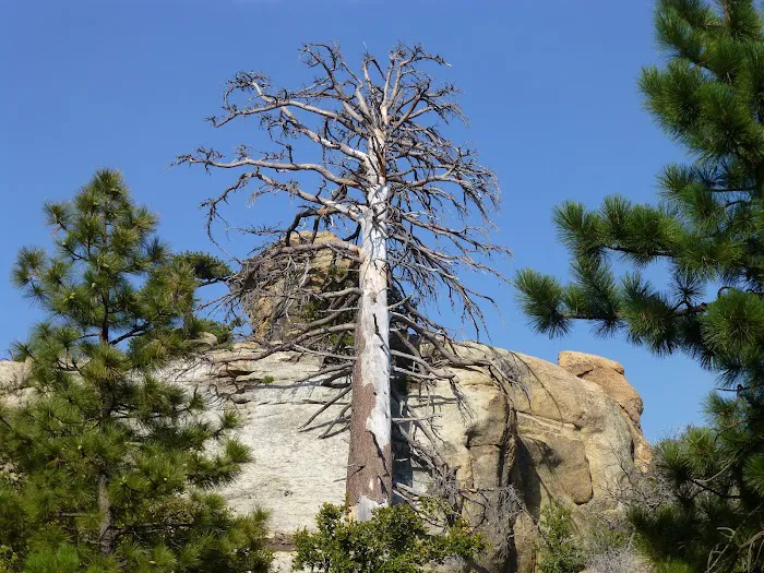 Mission Pine Spring Camp Picture 5