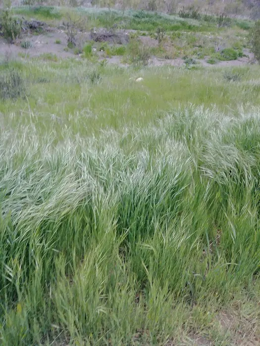 Sage Hill Campground Picture 2