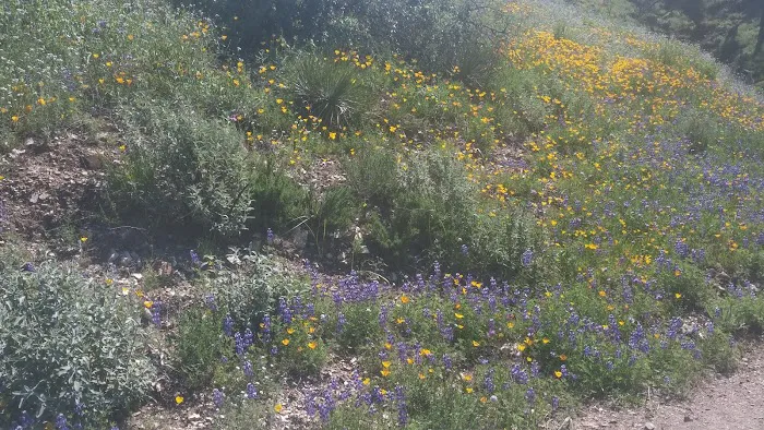 Los Prietos Campground Picture 6