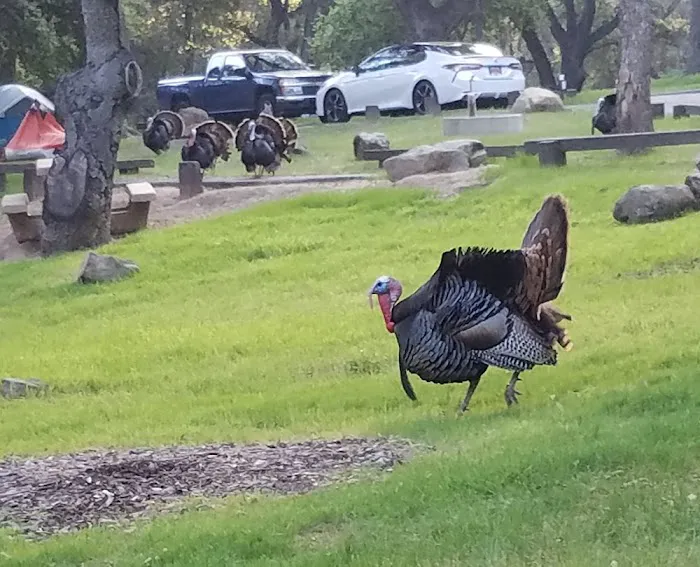 Los Prietos Campground Picture 9