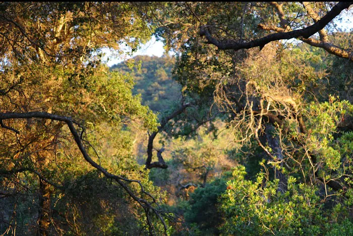 Los Prietos Campground Picture 8