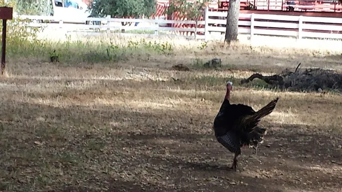 Fremont Campground Picture 2