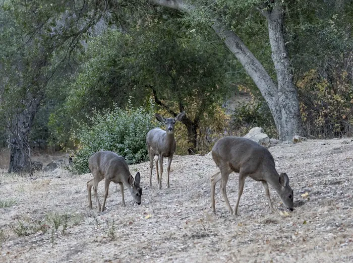 Fremont Campground Picture 10