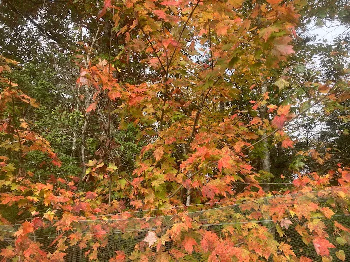 Roaring River Vineyards RV Park Picture 7