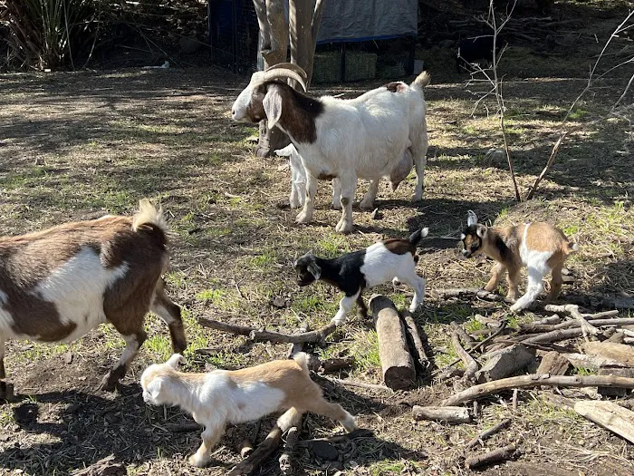 Rock Bottom at Splitrock Farm Picture 6