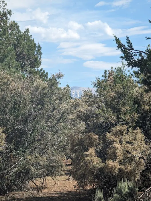 Tanglewood Group Campground Picture 4