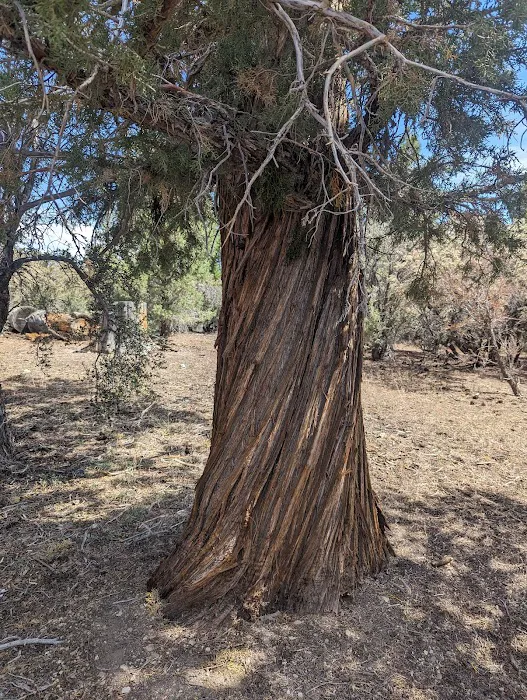 Tanglewood Group Campground Picture 9