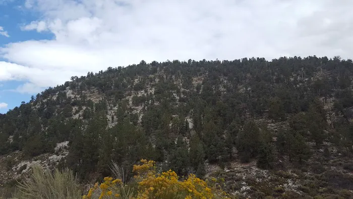 Tanglewood Group Campground Picture 5