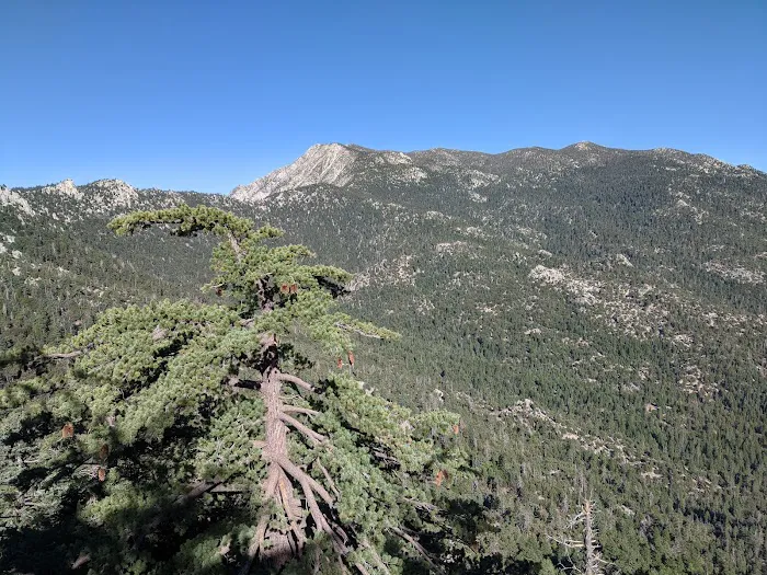 Black Mountain Yellow Post Sites Picture 8