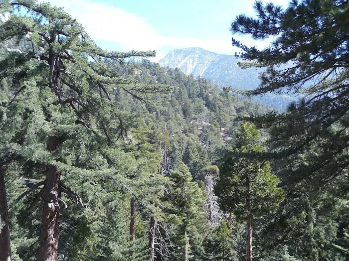 Black Mountain Group Campground Picture 10