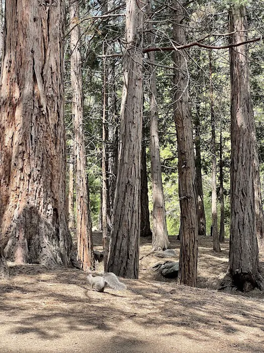 South Fork Family Campground Picture 7