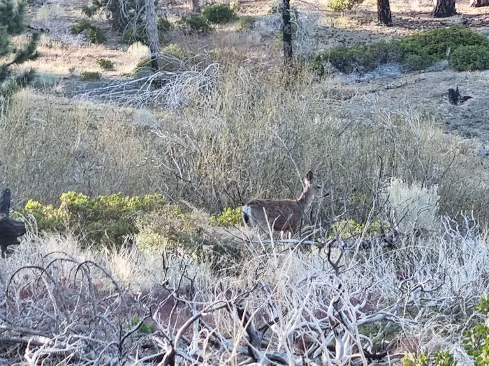 Mission Springs PCT Trail Camp Picture 4