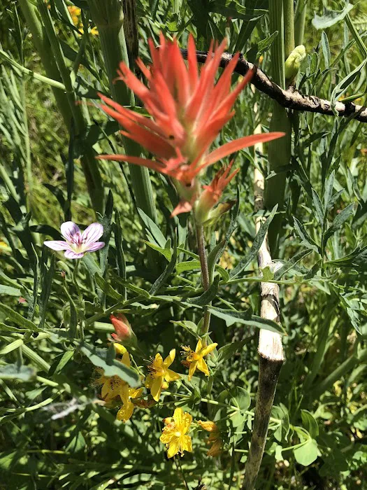 Mission Springs PCT Trail Camp Picture 3