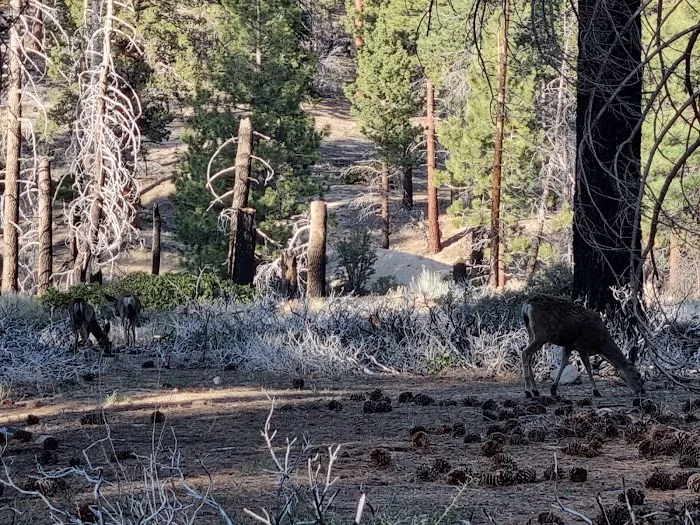 Mission Springs PCT Trail Camp Picture 9