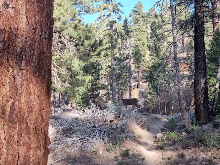 Mission Springs PCT Trail Camp Picture 7