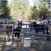 Heart Bar Equestrian Group Campground ico