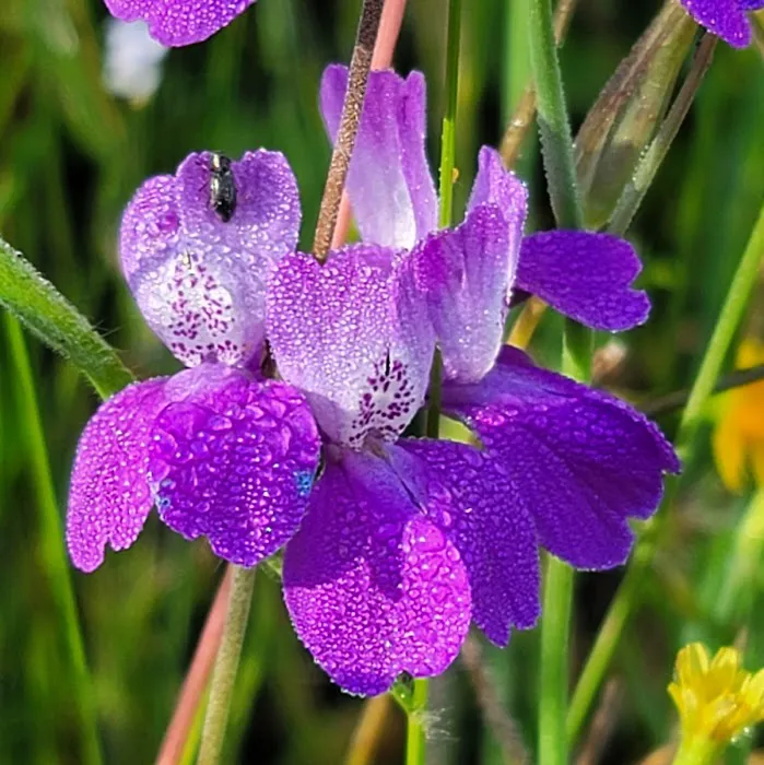 Hidden Falls Preserve and Campground Picture 10