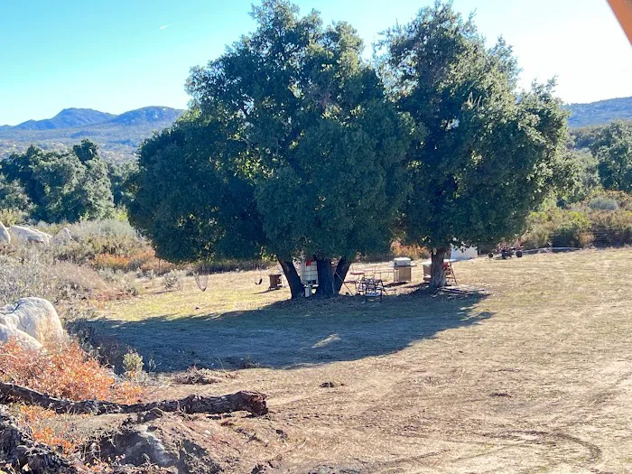 Shalom Eretz Picture 6