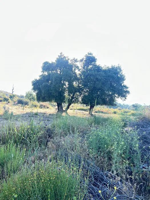 Shalom Eretz Picture 3