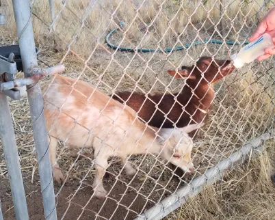Bierbaum Pepper Farm Picture 2