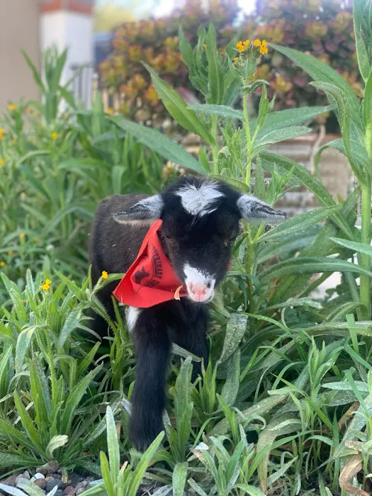 Bierbaum Pepper Farm Picture 3