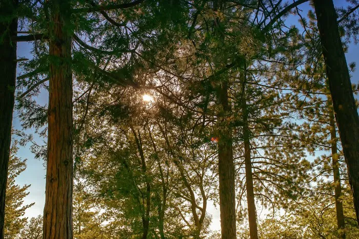 Marion Mountain Campground Picture 8