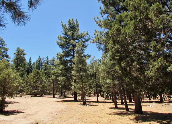 Sky Ranch in Big Bear Picture 4