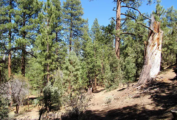 Sky Ranch in Big Bear Picture 6