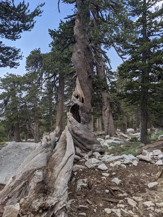 Little Round Valley Campground Picture 8