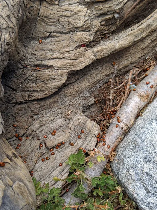 Little Round Valley Campground Picture 9