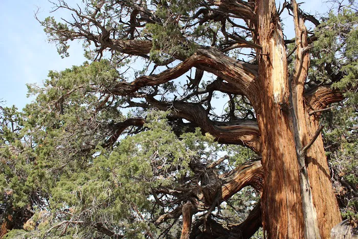 Sky Mountain Camp Picture 10