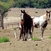 Sundance Meadows ico