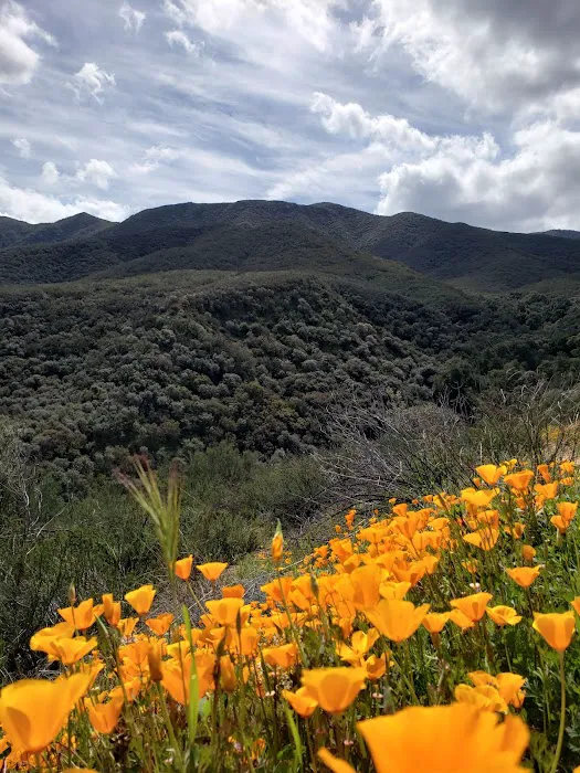Dripping Springs Campground Picture 10