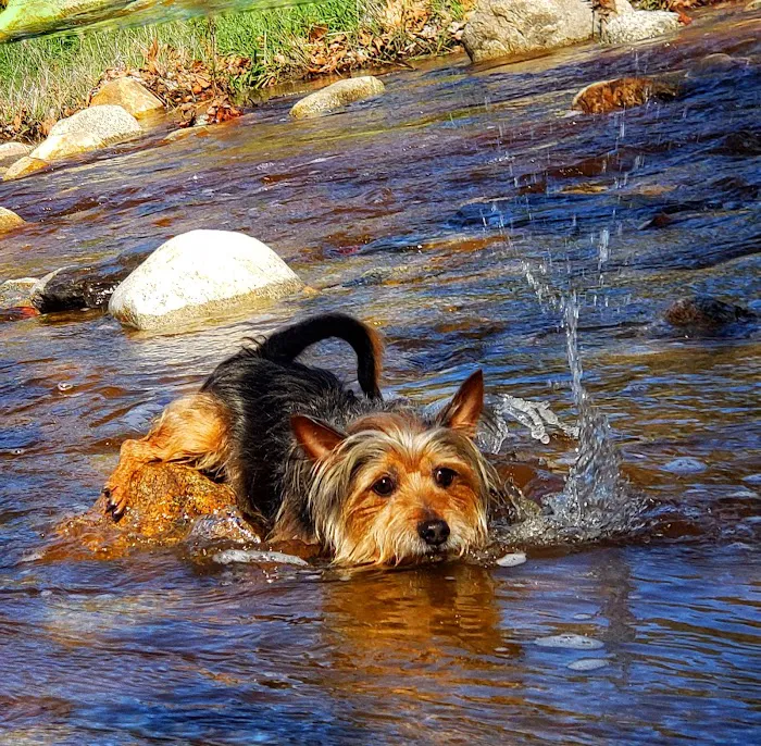 Dripping Springs Campground Picture 2