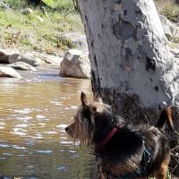 Dripping Springs Campground ico