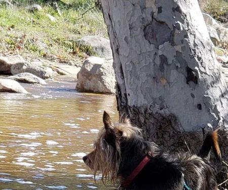 Dripping Springs Campground