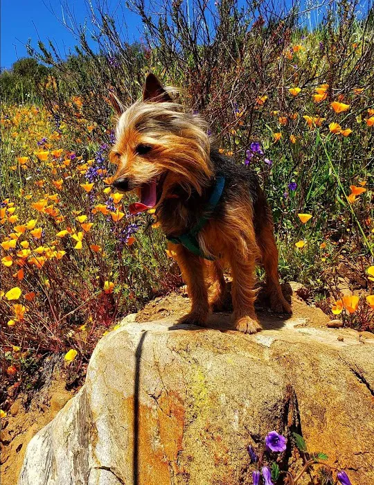 Dripping Springs Campground Picture 10