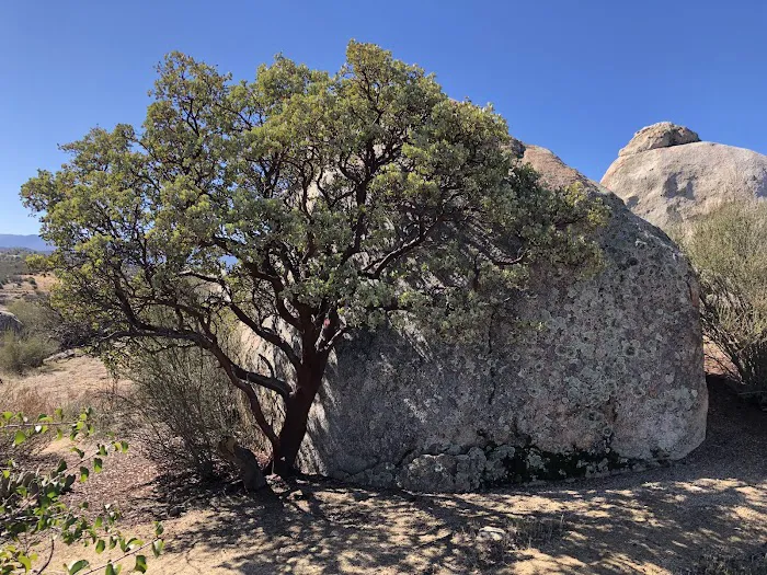 Manzenita Meadows Picture 7