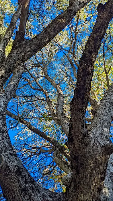 Camp Emerson BSA Reserve Picture 9
