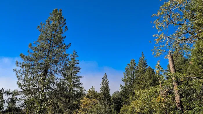 Centennial Oak campground Picture 3