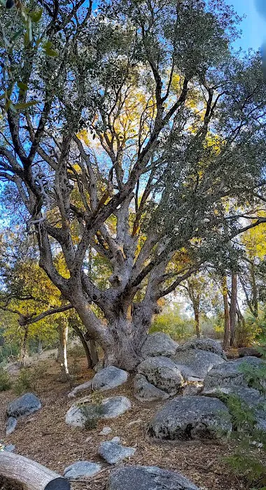 Centennial Oak campground Picture 2