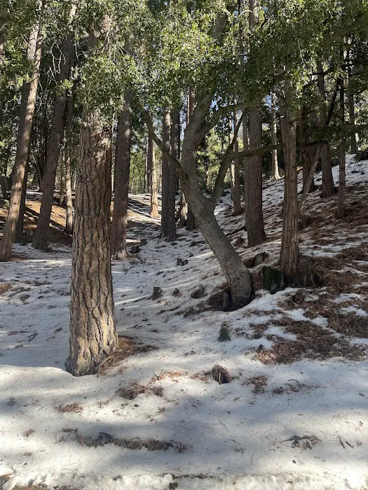 Diamonds Ranch Picture 6